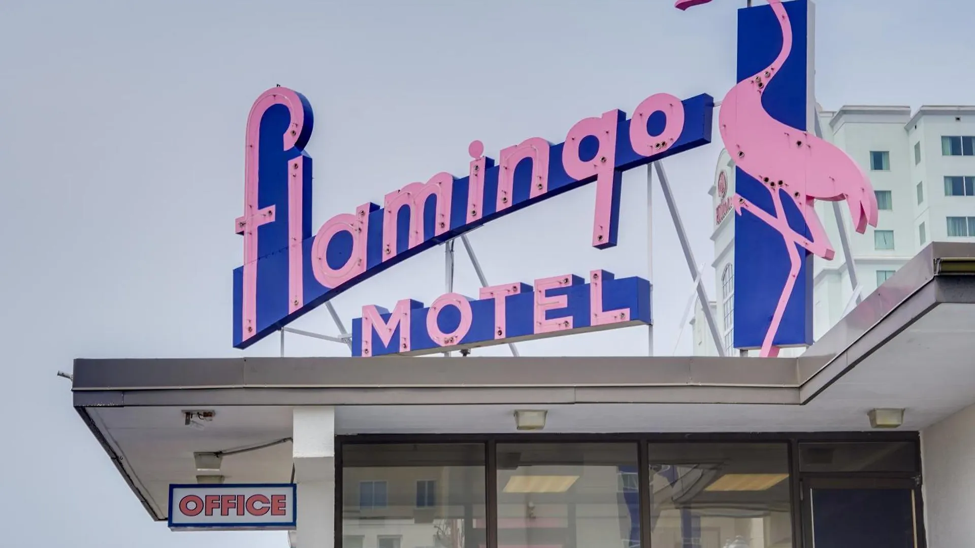 Flamingo